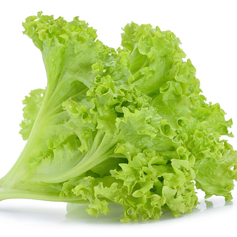 Lechuga Italiana Verde