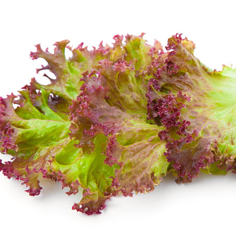 Lechuga Italiana Roja